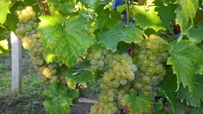 WP_20160923_07_34_53_Pro.jpg