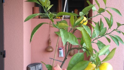 DSC_0153.JPG