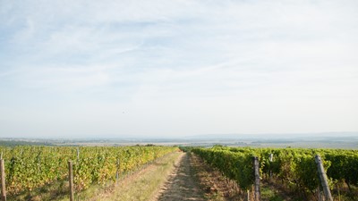 vinograd 1.jpg