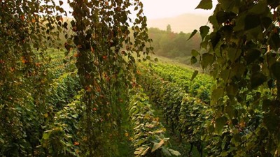 vinarija-miklauzic-01.jpg