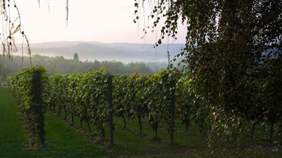 vinarija-miklauzic-02.jpg