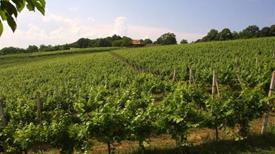 vinarija-miklauzic-04.jpg