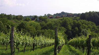 vinarija-miklauzic-11.jpg