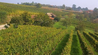 vinarija-miklauzic-17.jpg