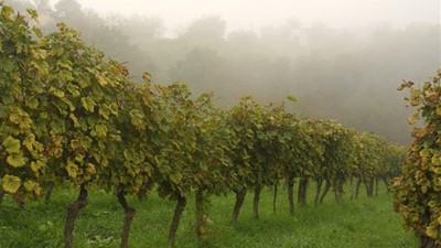 vinarija-miklauzic-18.jpg