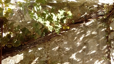 20170721_145606.jpg
