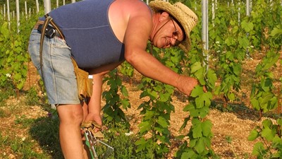 SLIKE ispod teksta o vinarije  (1).jpg