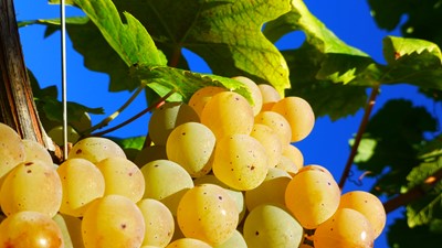 SLIKE ispod teksta o vinarije  (4).JPG