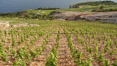 Vina-Skaramuca_vinogradi_Skaramuca_5.jpg