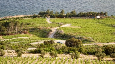 Vina-Skaramuca_vinogradi_Skaramuca_6.jpg