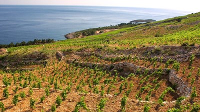 Vina-Skaramuca_vinogradi_Skaramuca_7.jpg