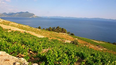 Vina-Skaramuca_vinogradi_Skaramuca_8.jpg
