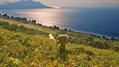 Vina-Skaramuca_vinogradi_Skaramuca_9.jpg
