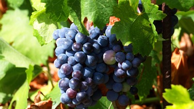 Vinogradi_Vina-Skaramuca.jpg