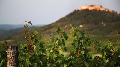 vinograd-1.JPG