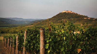 vinograd-3.JPG