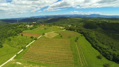 img-vinograd2-1024x664.jpg