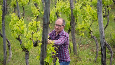 img-vinograd5-1024x664.jpg