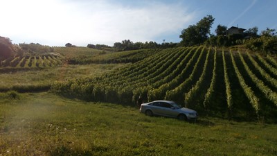 Pogled preko graševine 2012.JPG