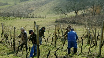 Krčenje starog vinograda 2008.JPG